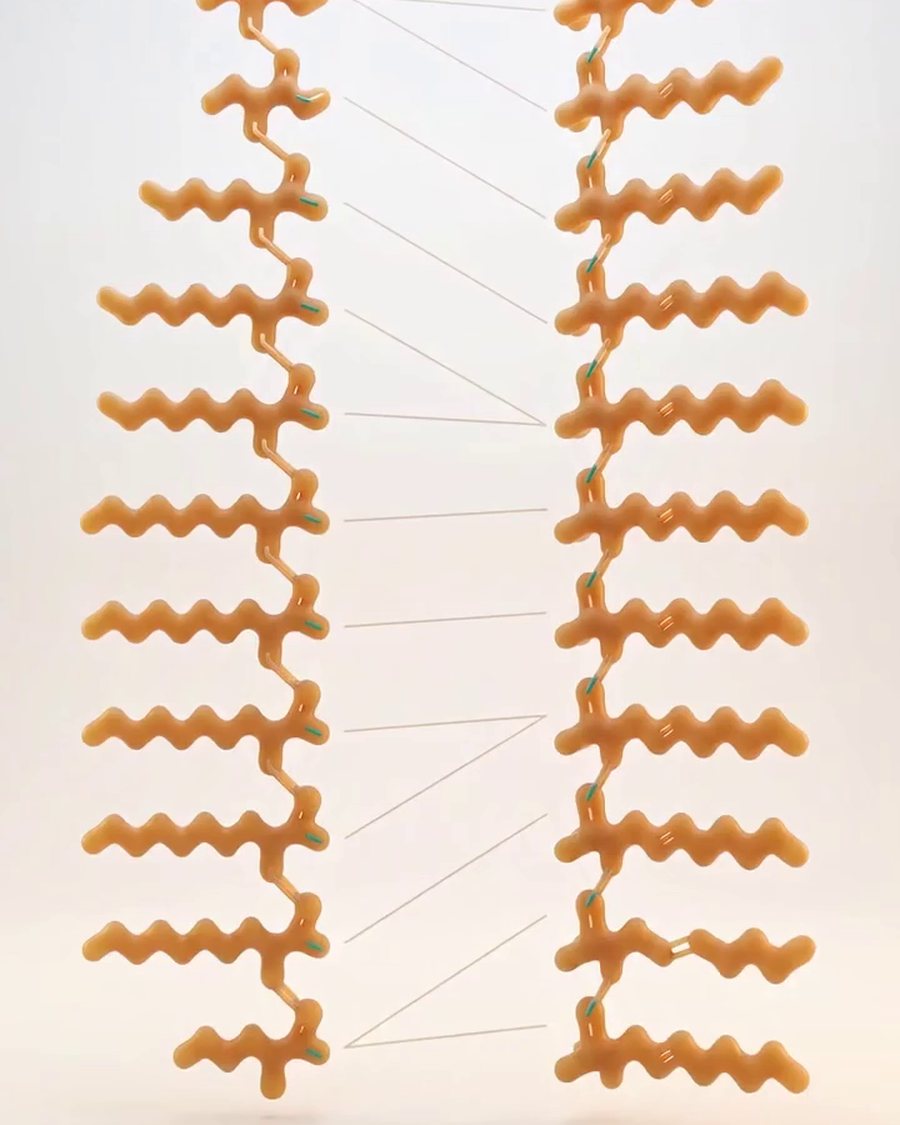 Diagram matching tallow's fatty acid molecules one-to-one with the skin's own