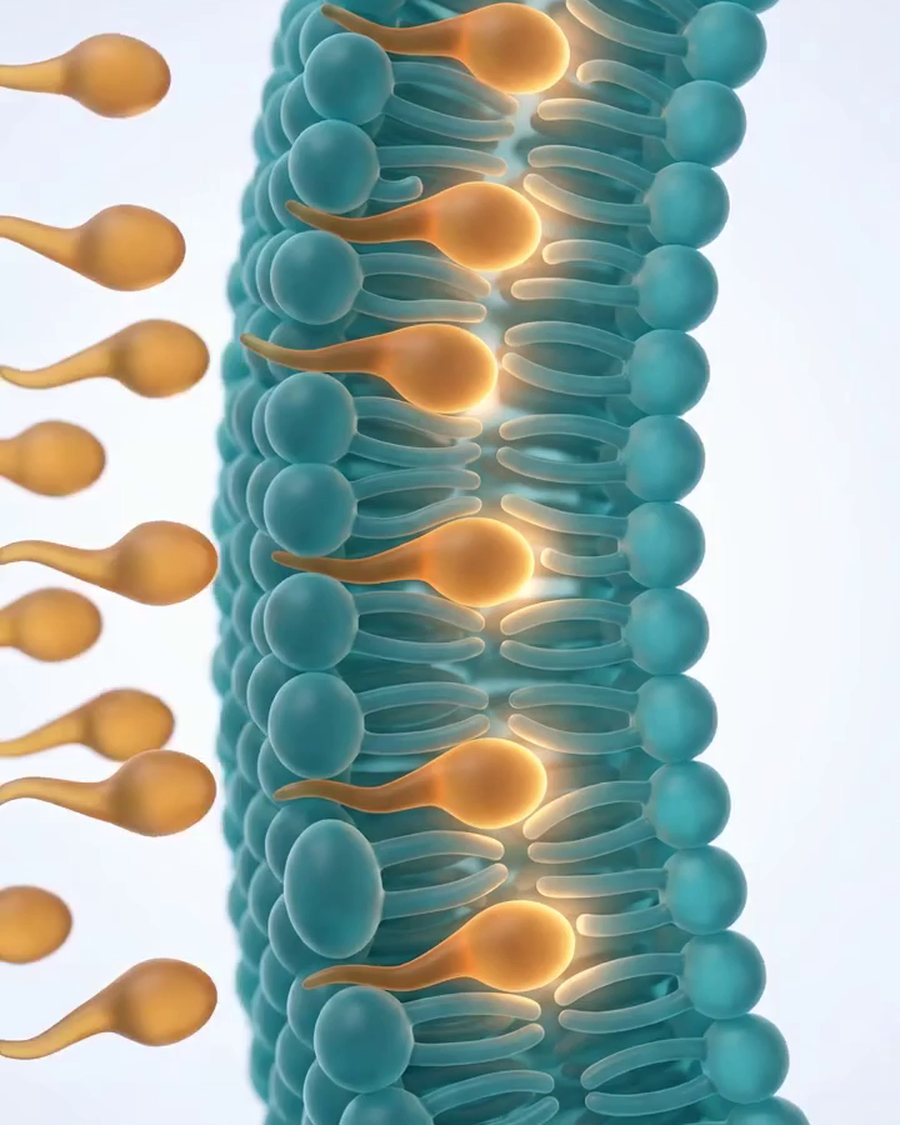 Tallow molecules integrating into the skin's lipid layer